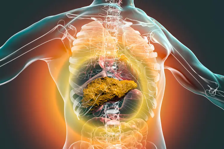 How Steroids Affect the Liver: Toxicity, Risks, and Protection